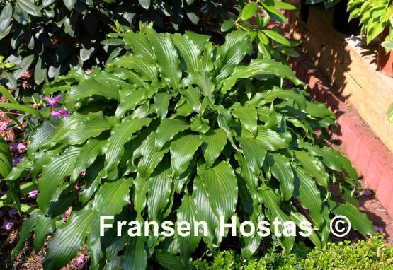 Hosta Ringtail